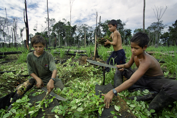 Carlos vilalon Coca leaf children